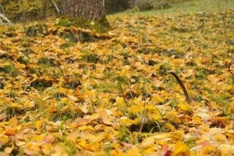 2014-10-07 Foliage Giroparchi - Foto Archivio FGP (3)