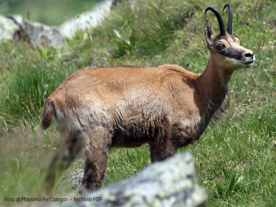 Foto Massimo Re Calegari