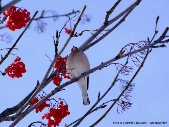 Foto Valentina Giussani - Archivio FGP