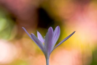 Foto di Massimo Arcaro - Archivio FGP