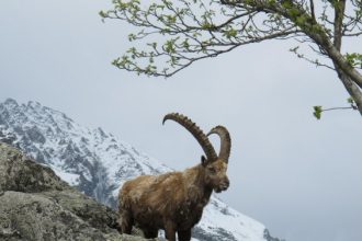 Cattura_01 - Foto Archivio FGP (1)