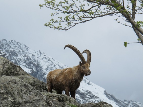 Cattura_01 - Foto Archivio FGP (1)