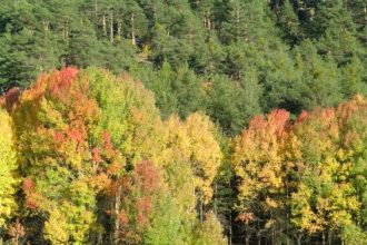 Foliage Giroparchi - Foto archivio FGP