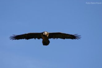 Foto Dario Favre - Archivio FGP