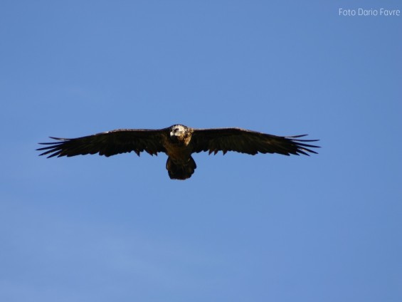 Foto Dario Favre - Archivio FGP