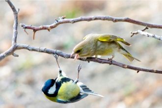Foto Stefano Graziano
