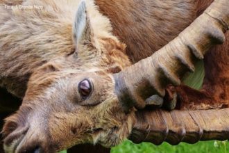 Foto di Grande Nico_ primo premio PINTEREST Natura e Sostenibilita - archivio FGP