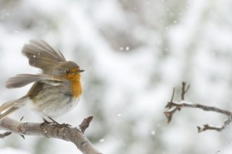 Foto di Stefano Graziano
