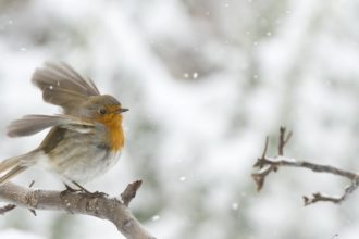 Foto di Stefano Graziano
