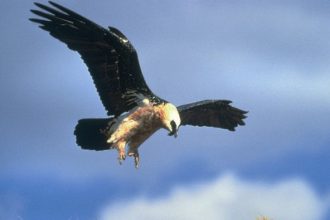 Gipeto - Foto Archivio Fondation Grand Paradis