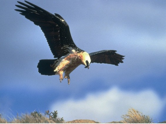 Gipeto - Foto Archivio Fondation Grand Paradis