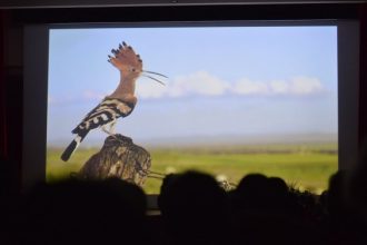 Il ritorno dell'upupa - Foto Archivio FGP