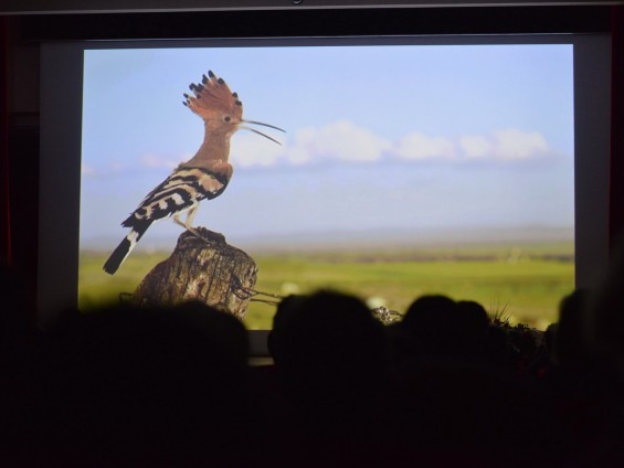 Il ritorno dell'upupa - Foto Archivio FGP