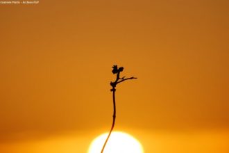La fatina di Gabriele Martis -primo premio - Foto Archivio FGP