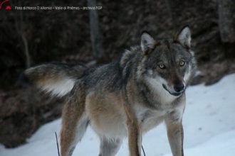 Foto di Marco D'Alfonso - Archivio FGP