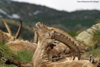 Massimo Re Calegari - Serenità - Foto archivio Fondation Grand Paradis