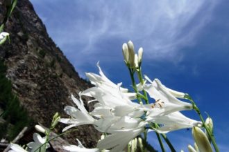 Paradisea liliastrum - simbolo di Paradisia - Foto archivio Fondation Grand Paradis