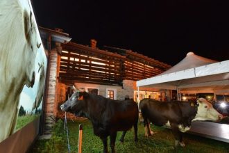 Proiezione Bovines - Archivio FGP