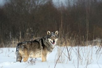 Radioaktive Wolfe - Foto Archivio FGP