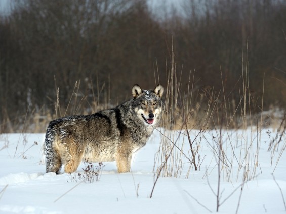 Radioaktive Wolfe - Foto Archivio FGP