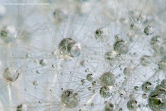 Foto di Tiziana Dalla Zanna - Archivio FGP