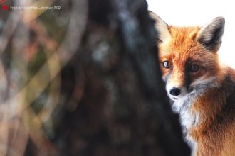 1° premio - Posso fidarmi di te di Laura Mori - Archivio FGP