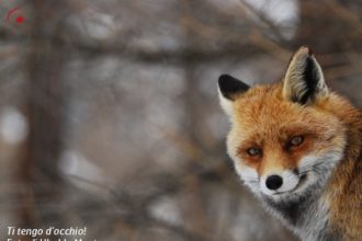 Foto Ubaldo Mantegazza_Archivio Fondation Grand Paradis