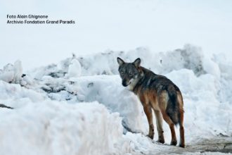 Foto di Alain Ghignone -Archivio Fondation Grand Paradis