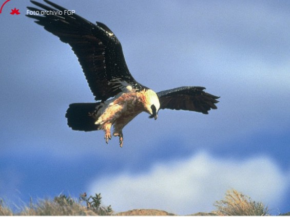 Gipeto - Foto Archivio Fondation Grand Paradis