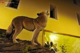 Tutto pronto per il gran finale del XV Trofeo Stambecco d’Oro - Foto Archivio FGP