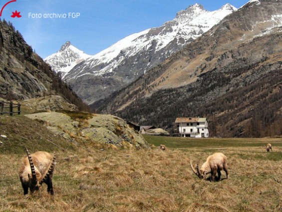 Valsavarenche - Pont - in centro la Grivola - Foto Archivio FGP