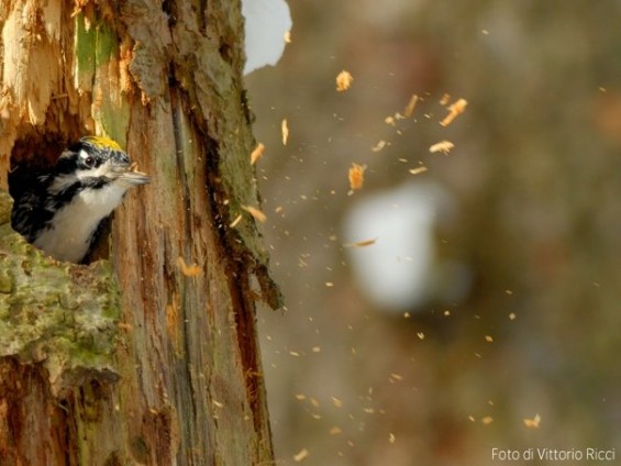 WorkinprogressdiVittorioRicci0