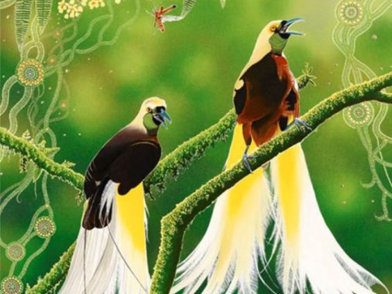 uccelli del paradiso - stambecco d_oro 2011