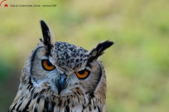 Lo sguardo parla nel silenzio - Foto di Tiziana Dalla Zanna - Archivio FGP