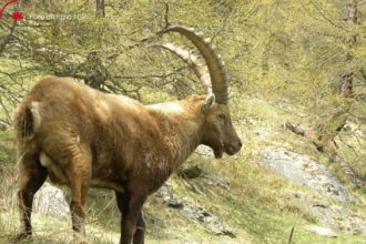 Stambecco a Valsavarenche - Foto archivio Fondation Grand Paradis
