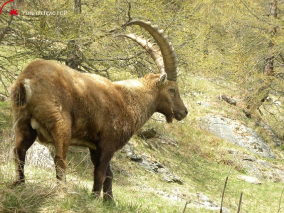 Stambecco a Valsavarenche - Foto archivio Fondation Grand Paradis