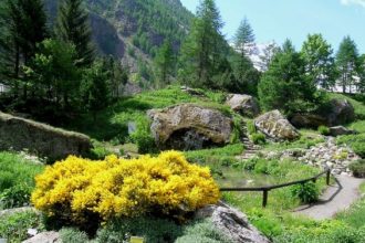 Paradisia roccera_Archivio PNGP (2)