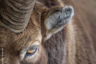 Maurizio-Pasi-PPT--GLGS