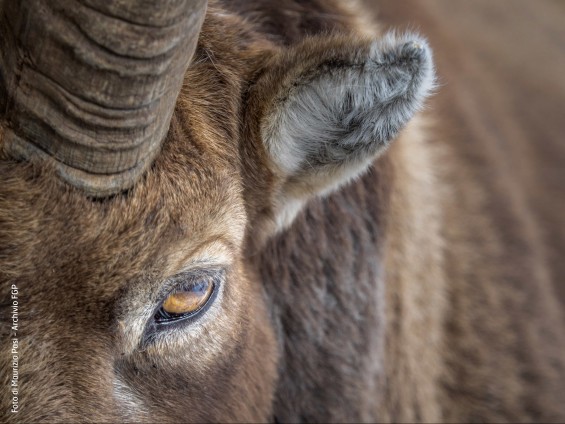 Maurizio-Pasi-PPT--GLGS