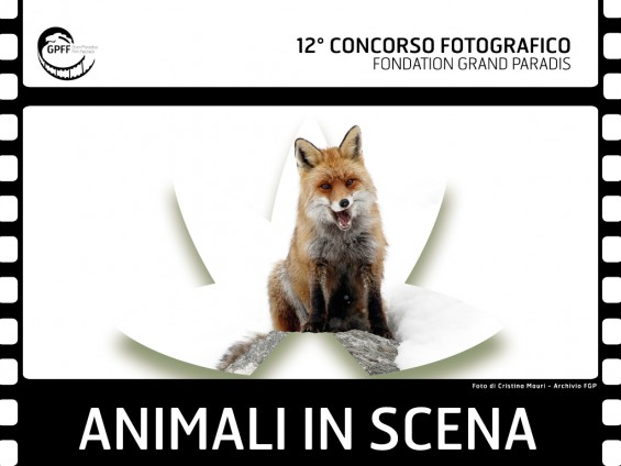 Concorso-fotografico-Animali-in-scena-1024x768