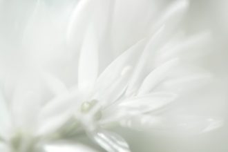 aglio-orsino--Manuela-Zilio-1024x768