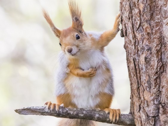 1° posto Alfonso Roberto Apicella