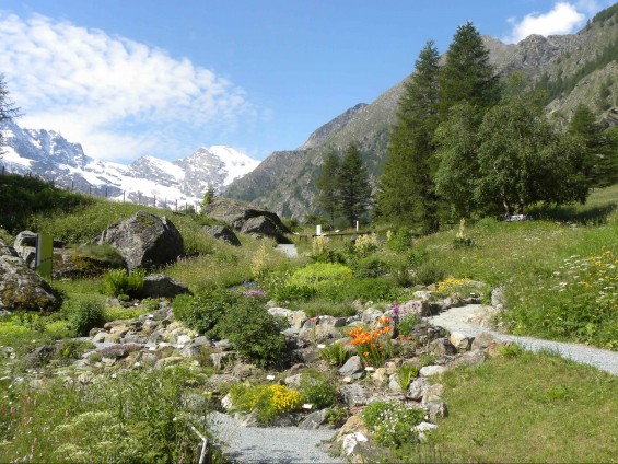 Paradisia - Foto Archivio Fondation Grand Paradis (2)