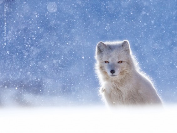 1-Samuele-Parentella