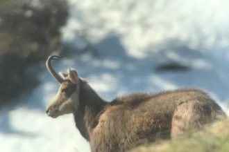 camoscio storiedelcarré carré animali wildlife valle d'aosta parco nazionale gran paradiso