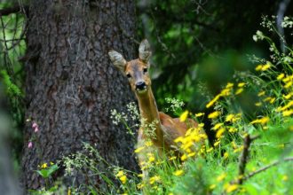 #storiedinatura Fondation Grand Paradis