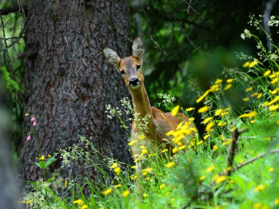 #storiedinatura Fondation Grand Paradis