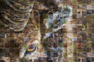 23gpff_stambecco_storienatura_LD-1024x683