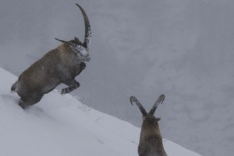 Mille et une traces (2)