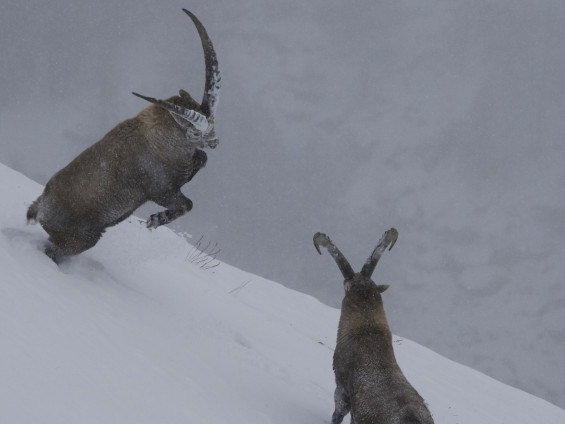 Mille et une traces (2)